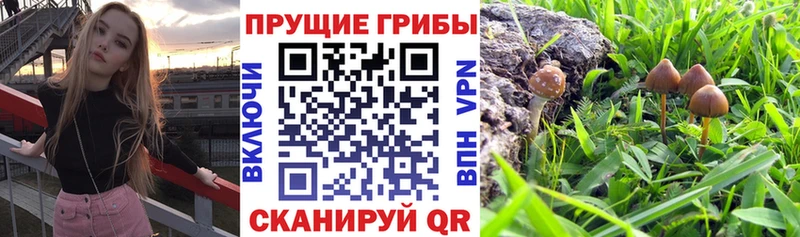 Галлюциногенные грибы Magic Shrooms Дальнереченск